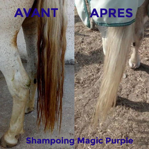 Magic Purple shampoing Equibao