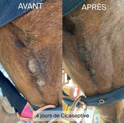 Cicaseptive - 250 ml Equibao