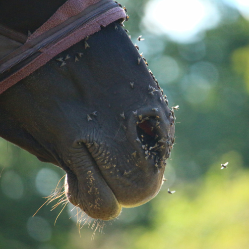 Naturofly spray-brume Equibao