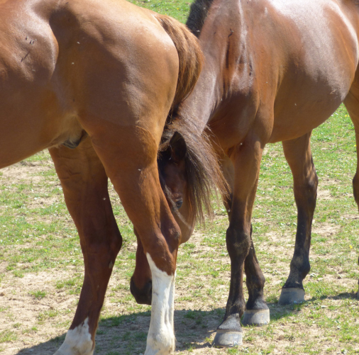 Naturofly spray-brume Equibao