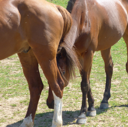 Naturofly spray-brume Equibao