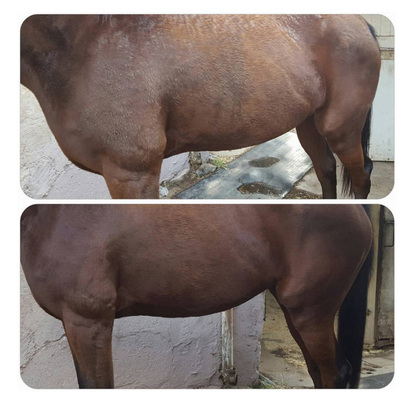 PonyWash Sani LVD recharge - spray brume Equibao