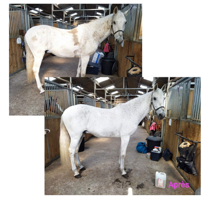 PonyWash Sani LVD recharge - spray brume Equibao