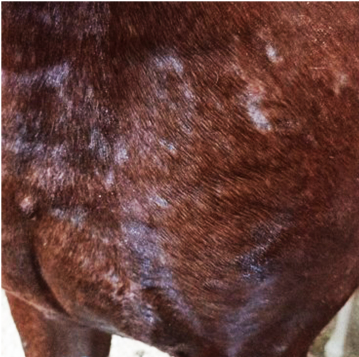 PonyWash Sani LVD recharge - spray brume Equibao