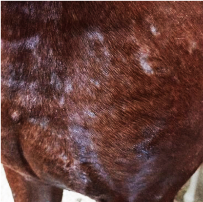 PonyWash Sani LVD recharge - spray brume Equibao