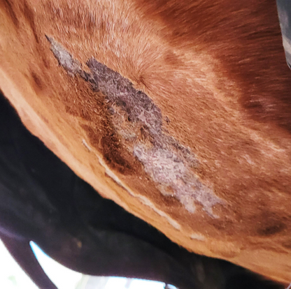 PonyWash Sani LVD recharge - spray brume Equibao